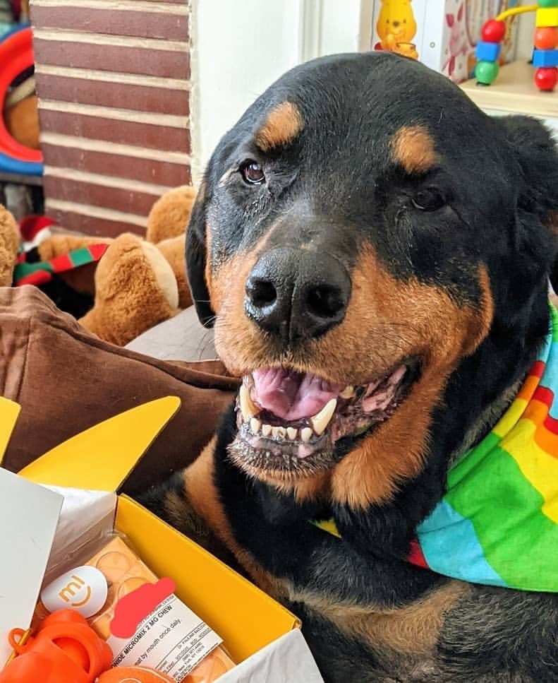 Mixlab Top Online Veterinary Pharmacy